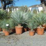 plantes tropicales