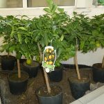 petits plants d'orangers